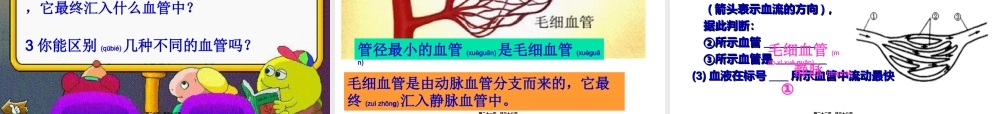 2022年医学专题—.4.2血流的管道——血管(1).ppt