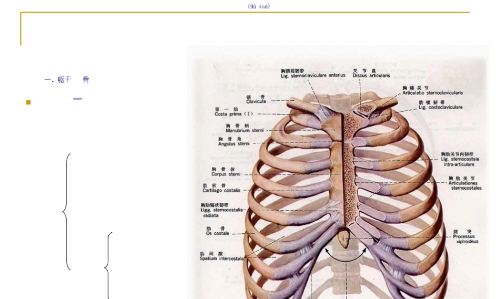 2022年医学专题—Chapter-2---Locomotive-System(2骨学各论-躯干骨)(1).ppt