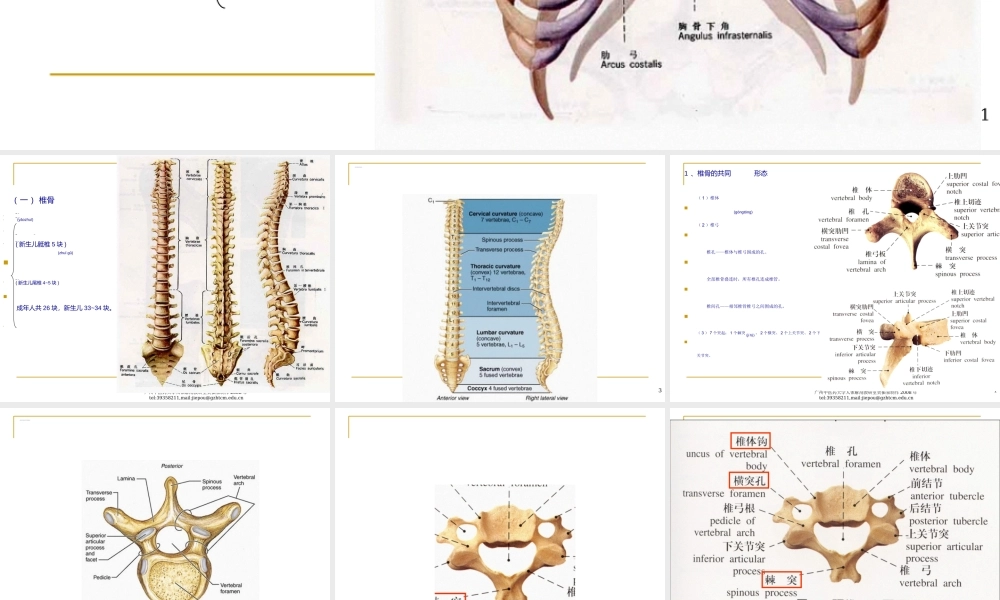 2022年医学专题—Chapter-2---Locomotive-System(2骨学各论-躯干骨)(1).ppt