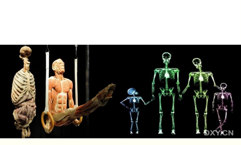 2022年医学专题—chapter01骨学(1).ppt