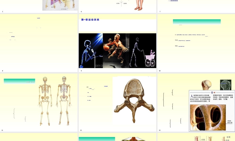 2022年医学专题—chapter01骨学(1).ppt