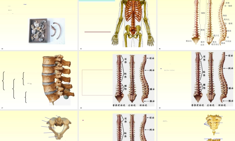 2022年医学专题—chapter01骨学(1).ppt