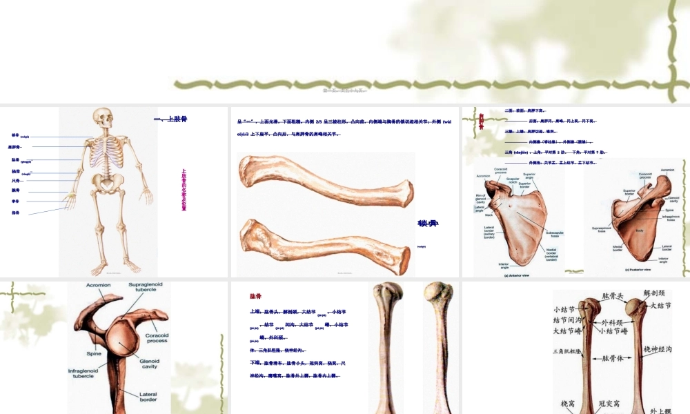 2022年医学专题—上肢骨及其连结、下肢骨及其连结2(1).ppt