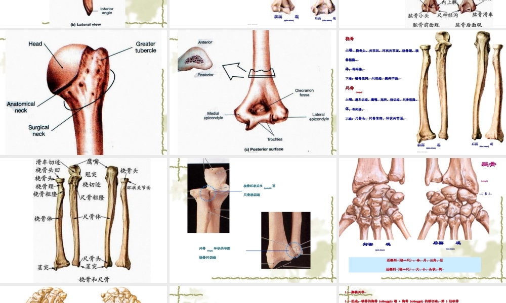 2022年医学专题—上肢骨及其连结、下肢骨及其连结2(1).ppt