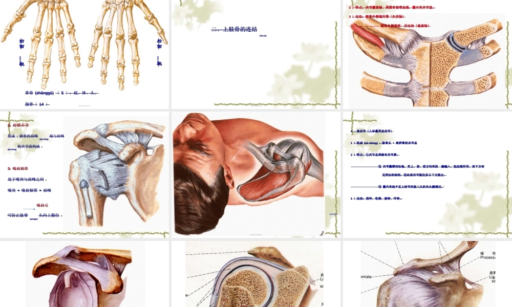 2022年医学专题—上肢骨及其连结、下肢骨及其连结2(1).ppt