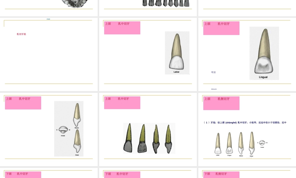 2022年医学专题—乳牙外形(1).ppt