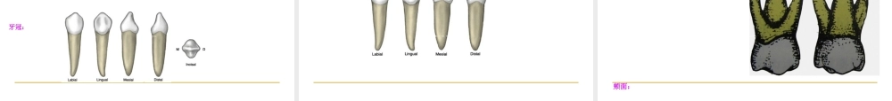 2022年医学专题—乳牙外形(1).ppt