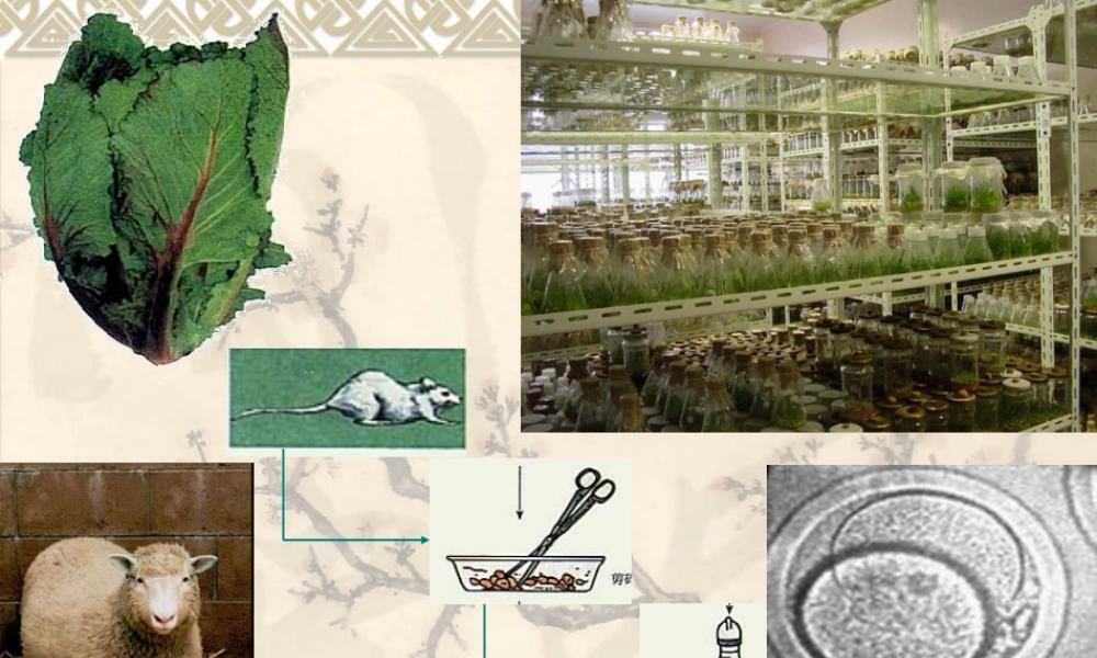 2022年医学专题—动物细胞培养综合(1).ppt