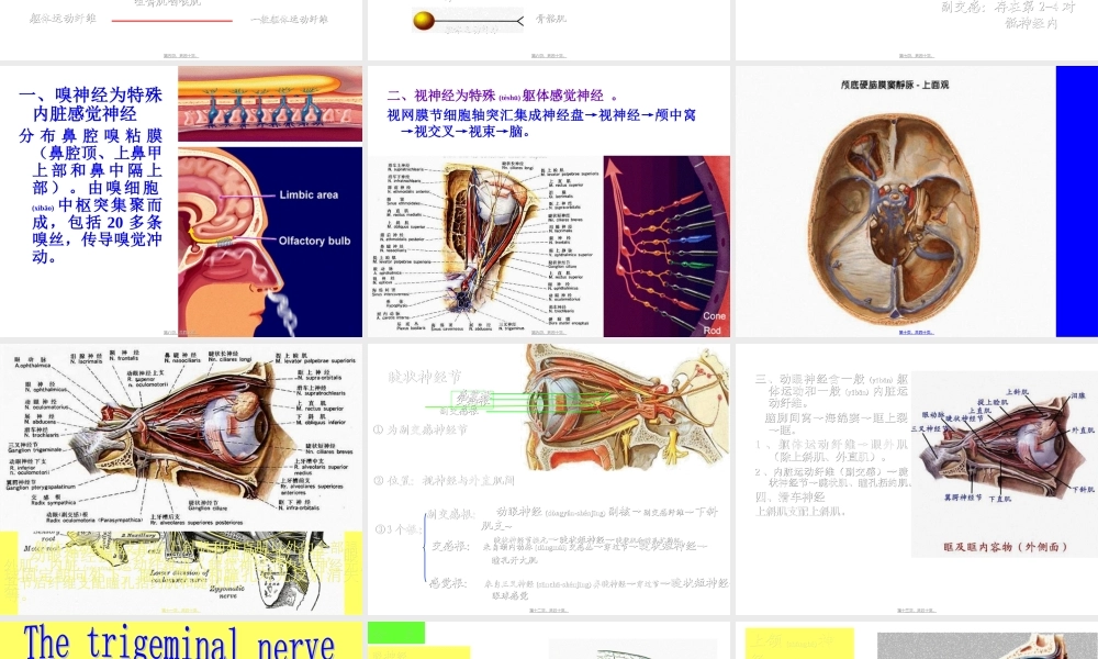 2022年医学专题—周围神经系统脑神经(1).ppt