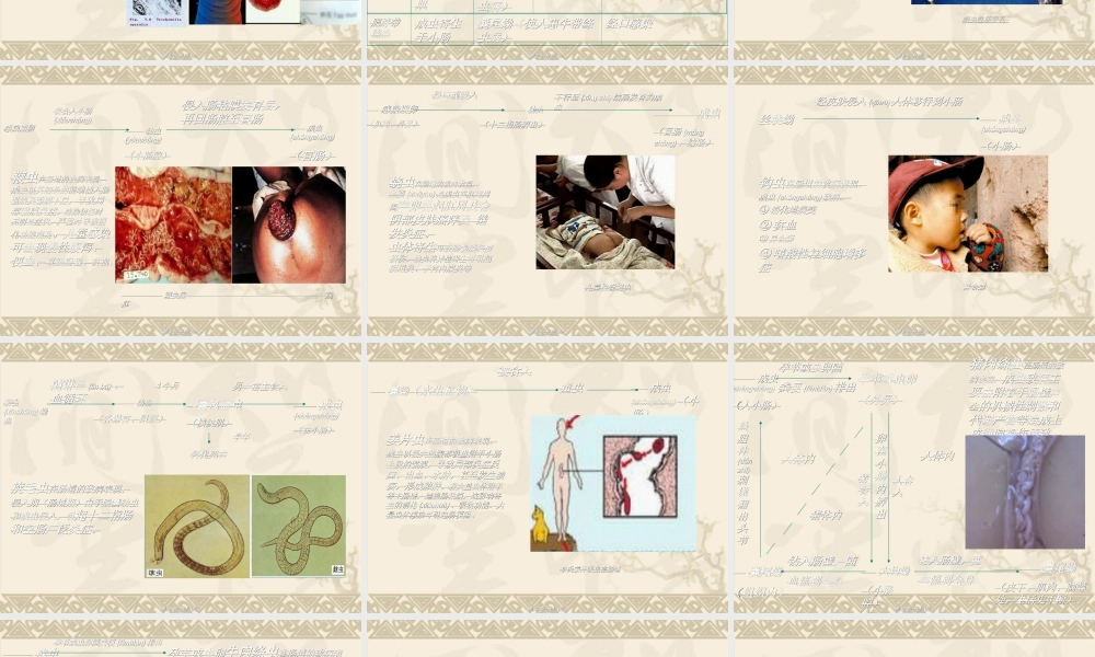 2022年医学专题—寄生虫在肠道的寄生部位与致病(1).ppt