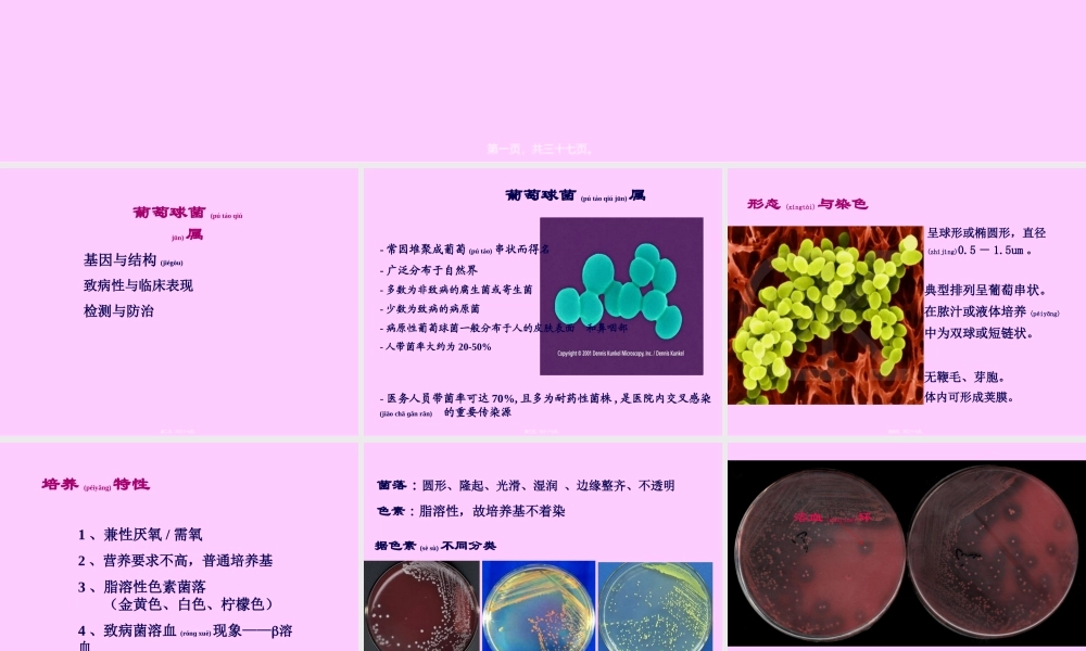 2022年医学专题—常见致病菌-1(1).ppt