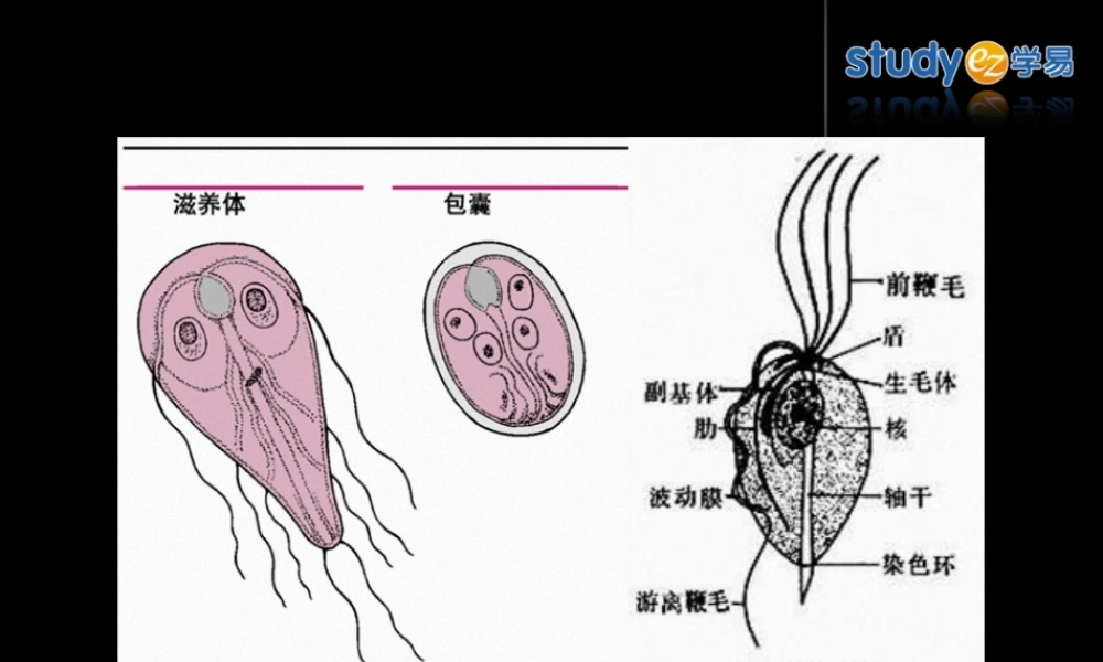 2022年医学专题—抗阿米巴病药和抗滴虫病药(1).ppt