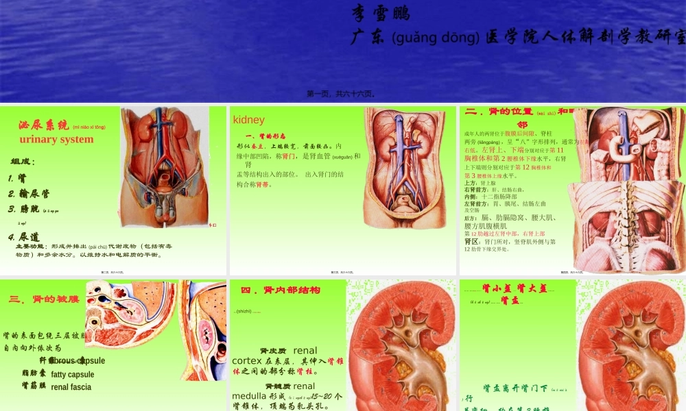 2022年医学专题—泌尿、生殖、腹膜、内分泌系统学资料(1).ppt