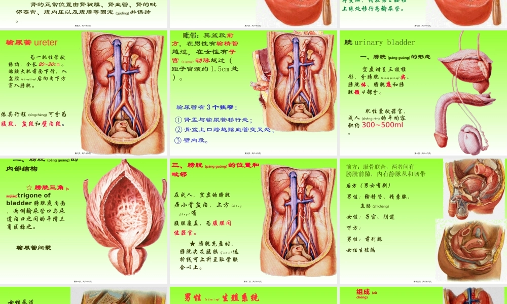 2022年医学专题—泌尿、生殖、腹膜、内分泌系统学资料(1).ppt