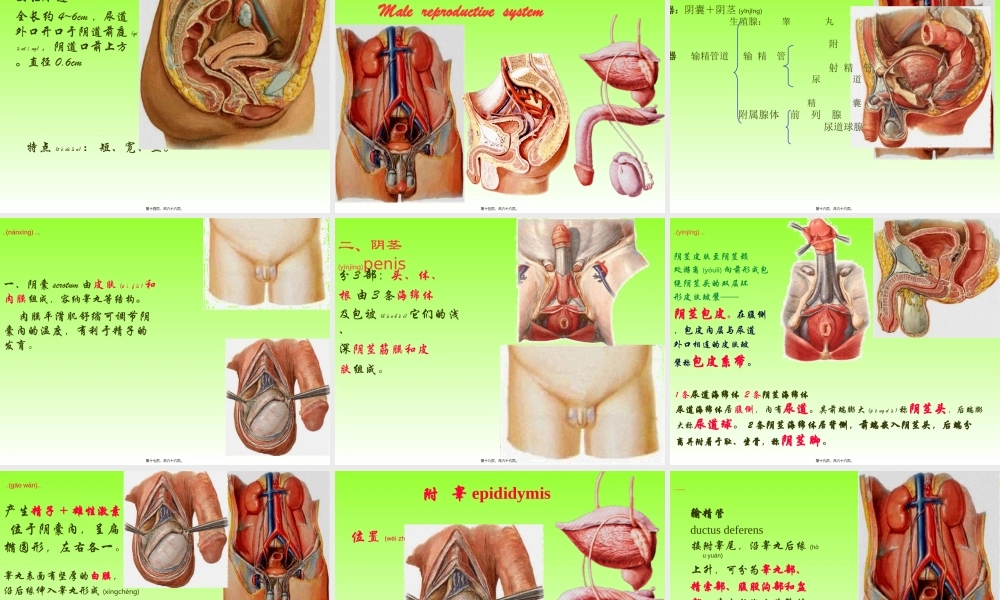 2022年医学专题—泌尿、生殖、腹膜、内分泌系统学资料(1).ppt