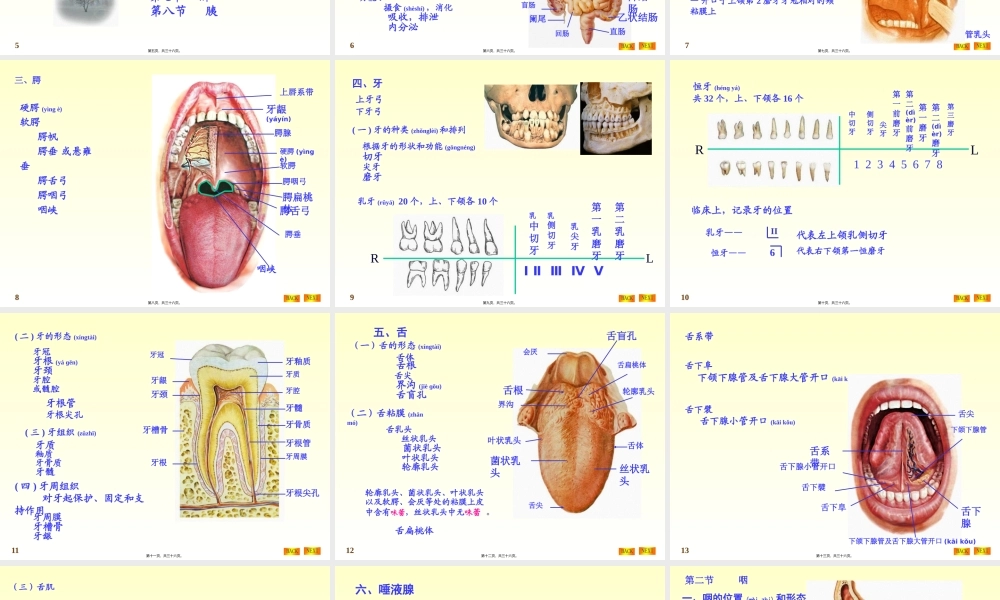2022年医学专题—第四章-内脏学总论+第五章-消化系统(1).ppt