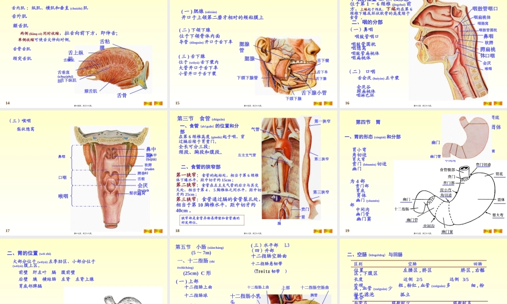 2022年医学专题—第四章-内脏学总论+第五章-消化系统(1).ppt