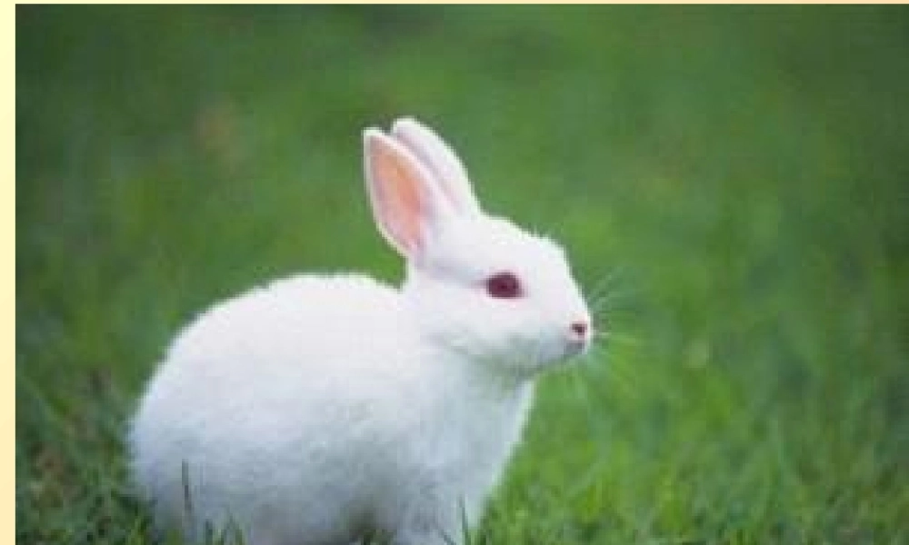 动物的耳朵图片.pptx