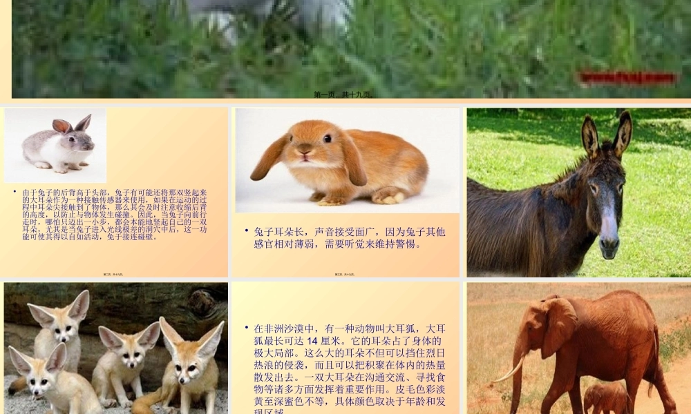 动物的耳朵图片.pptx