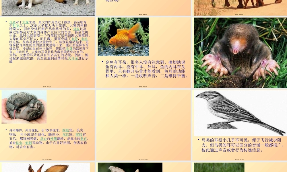 动物的耳朵图片.pptx