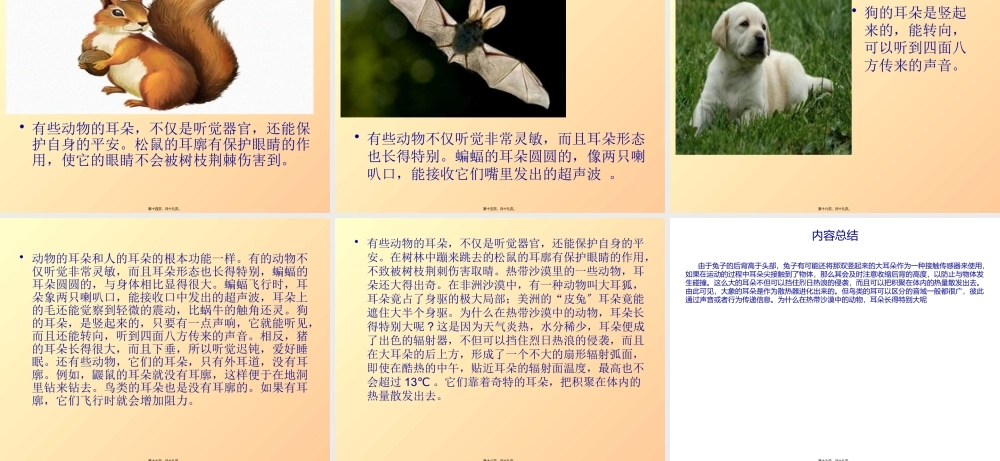 动物的耳朵图片.pptx