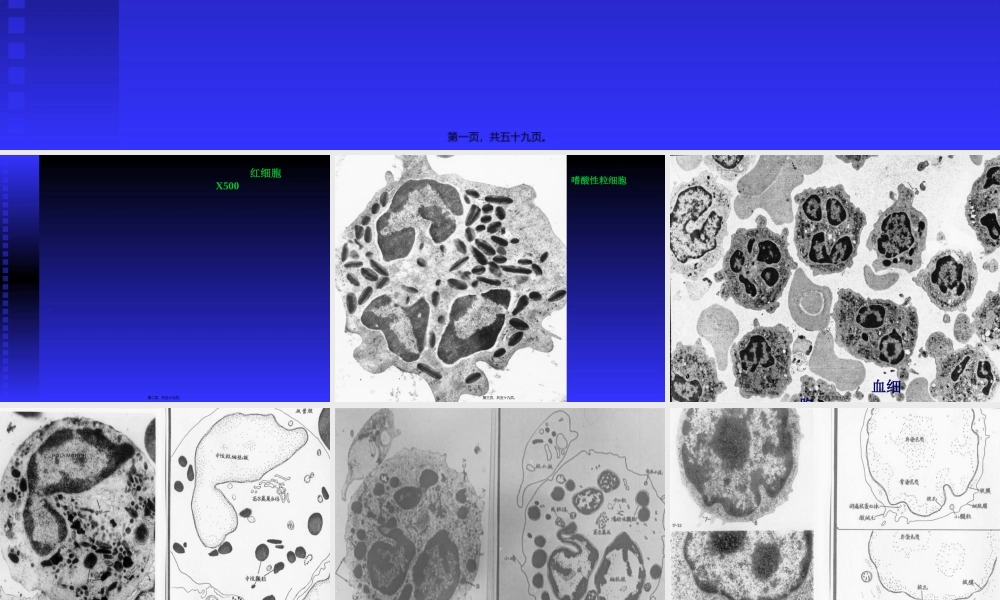 各类细胞电镜图.pptx