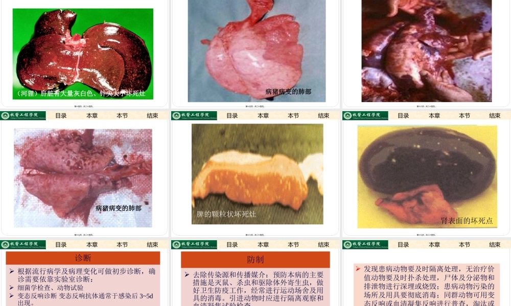 土拉杆菌病.pptx