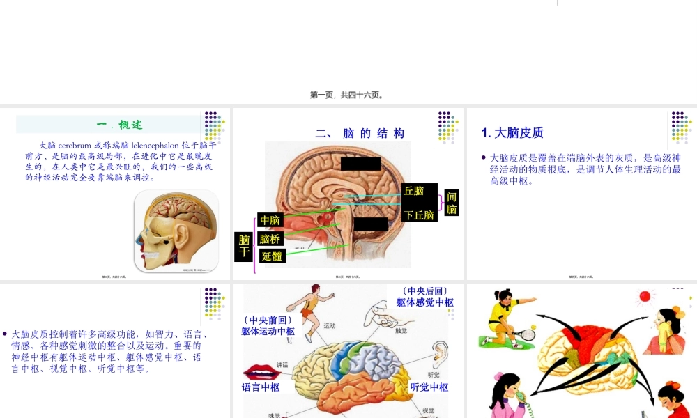 大脑皮质的功能定位.pptx