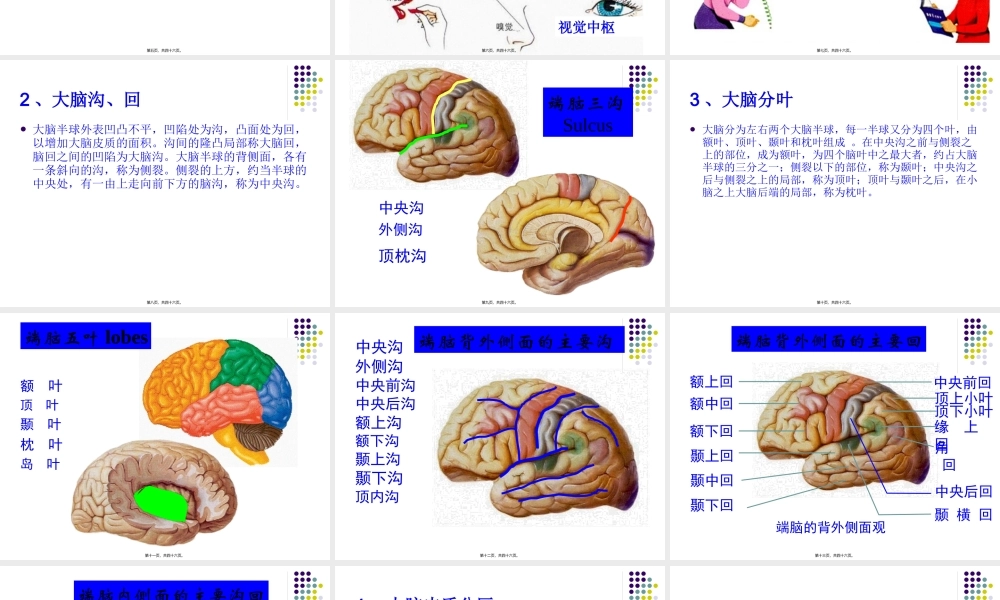 大脑皮质的功能定位.pptx