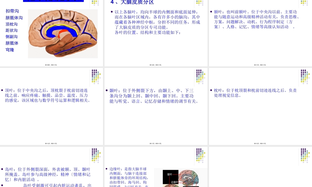 大脑皮质的功能定位.pptx