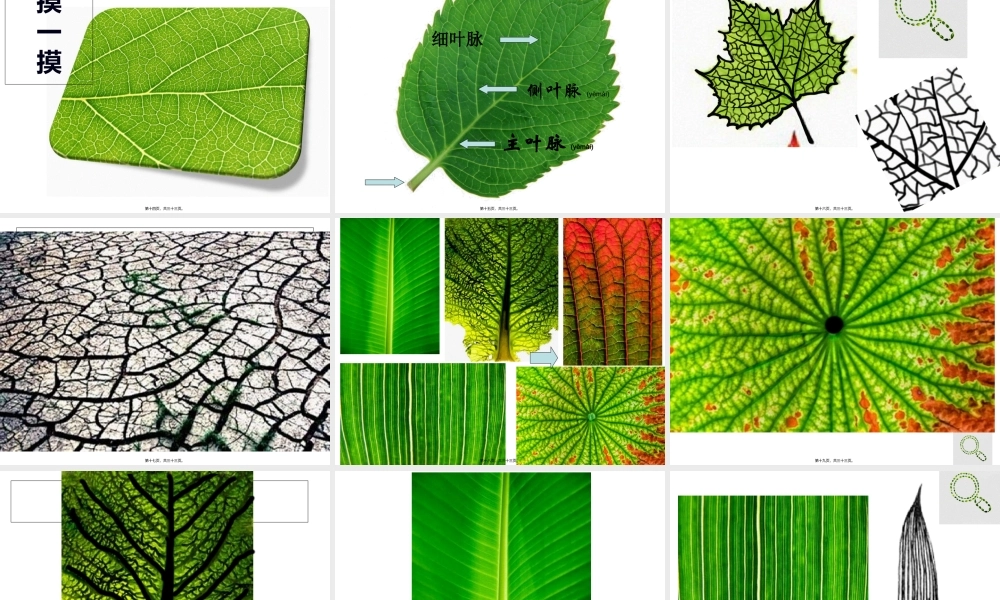 2022年医学专题—人教版二年级美术-第八课《叶子上的小血管》.ppt