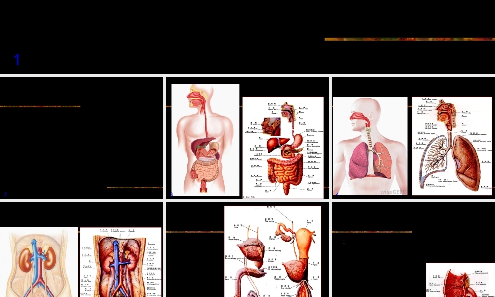 2022年医学专题—消化系统2013ppt.ppt