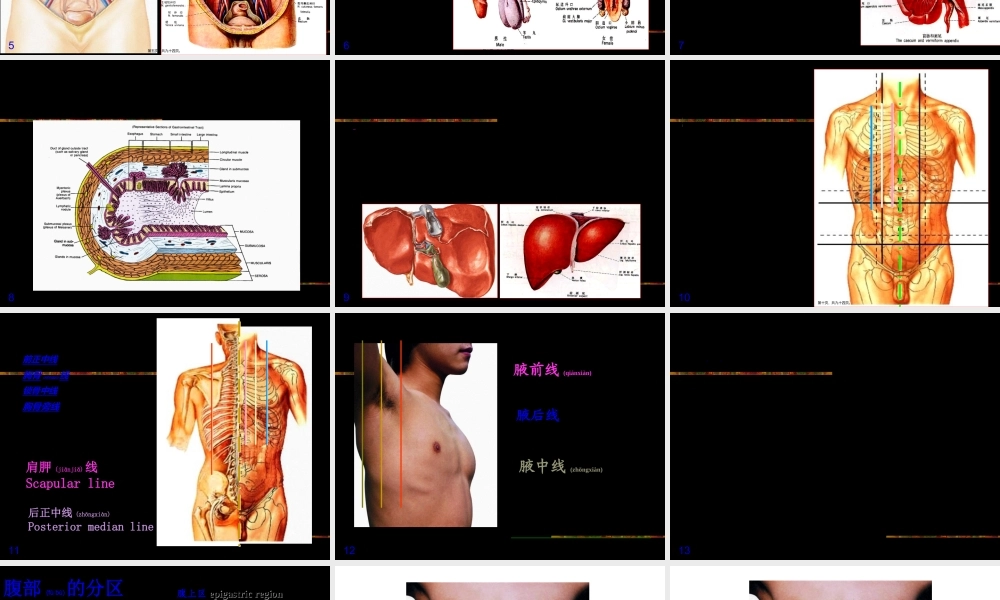 2022年医学专题—消化系统2013ppt.ppt