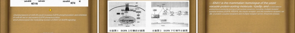 2022年医学专题—王婷婷--miR-95通过靶标SNX1促进结肠癌细胞增殖修改.ppt