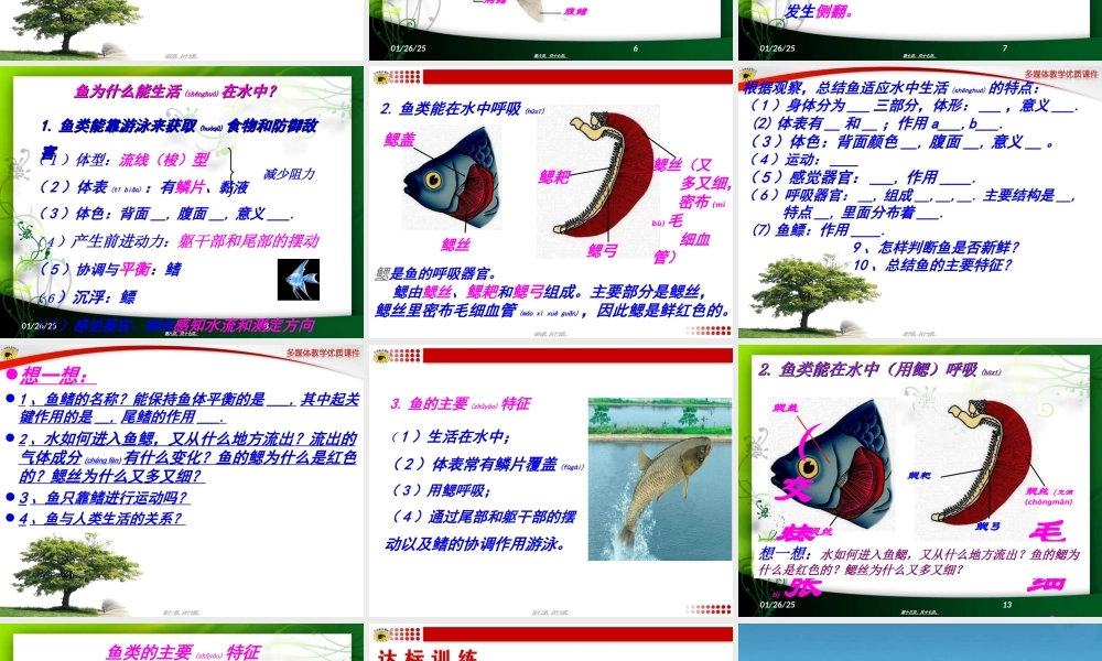 2022年医学专题—胸鳍腹鳍单鳍臀鳍尾鳍(1).ppt