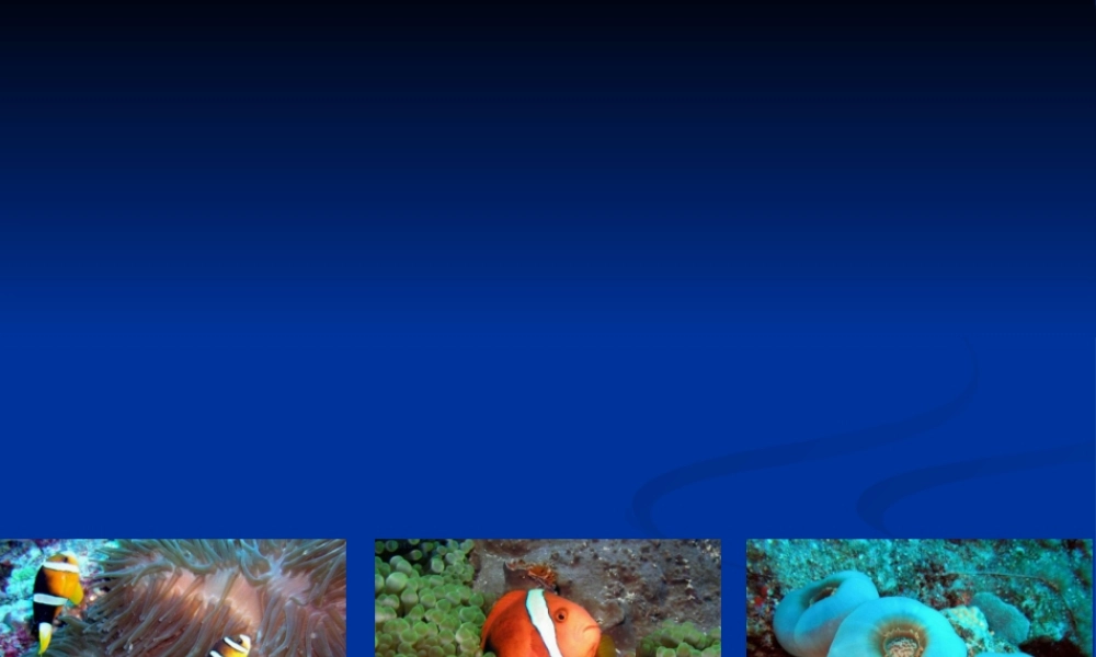 大多数的石珊瑚体内都有一种共生的单细胞藻类.pptx