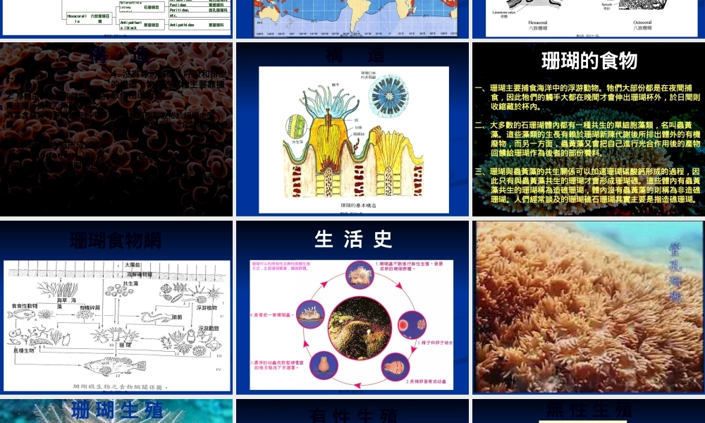 大多数的石珊瑚体内都有一种共生的单细胞藻类.pptx