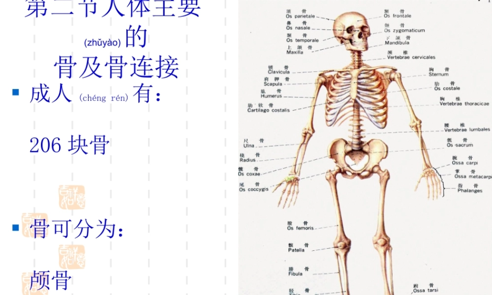 2022年医学专题—第二节-人体主要的骨及骨连结(1).pptx