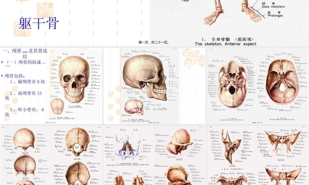 2022年医学专题—第二节-人体主要的骨及骨连结(1).pptx