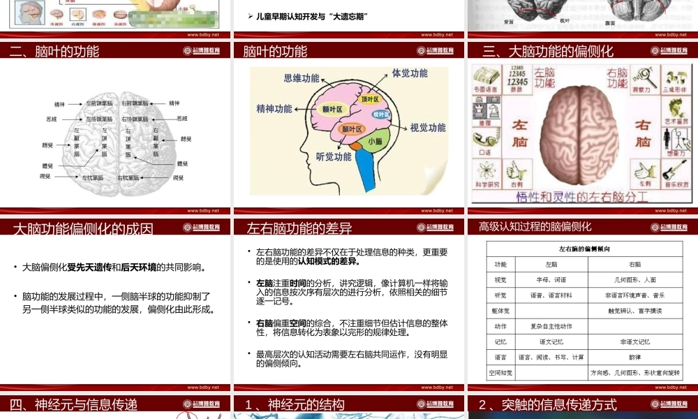 人类的大脑与脑波.pptx