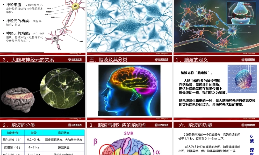 人类的大脑与脑波.pptx