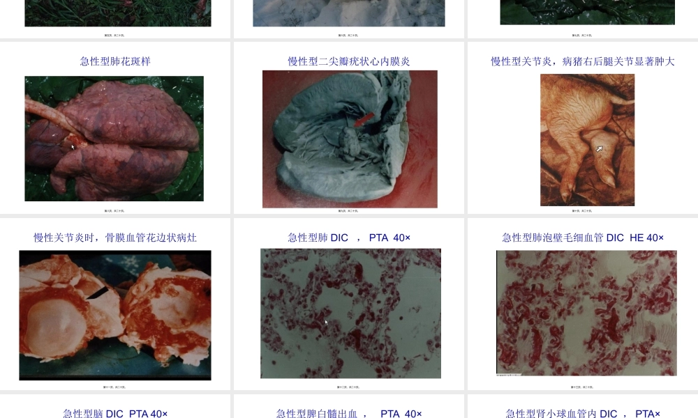 人工接种24小时后皮肤出现的疹块重点.pptx