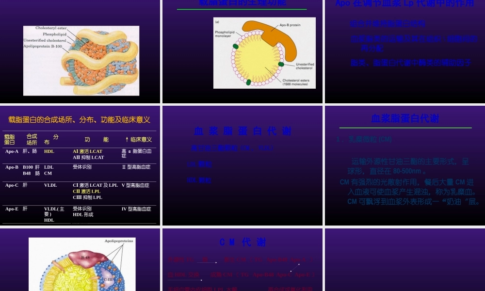 北医八年制血脂2014.pptx