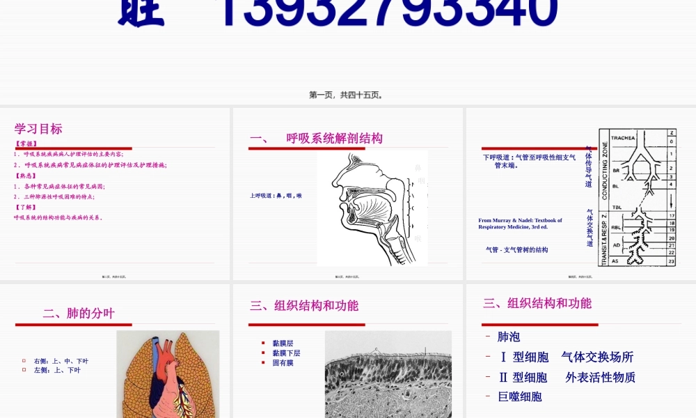 呼吸系统概论.pptx