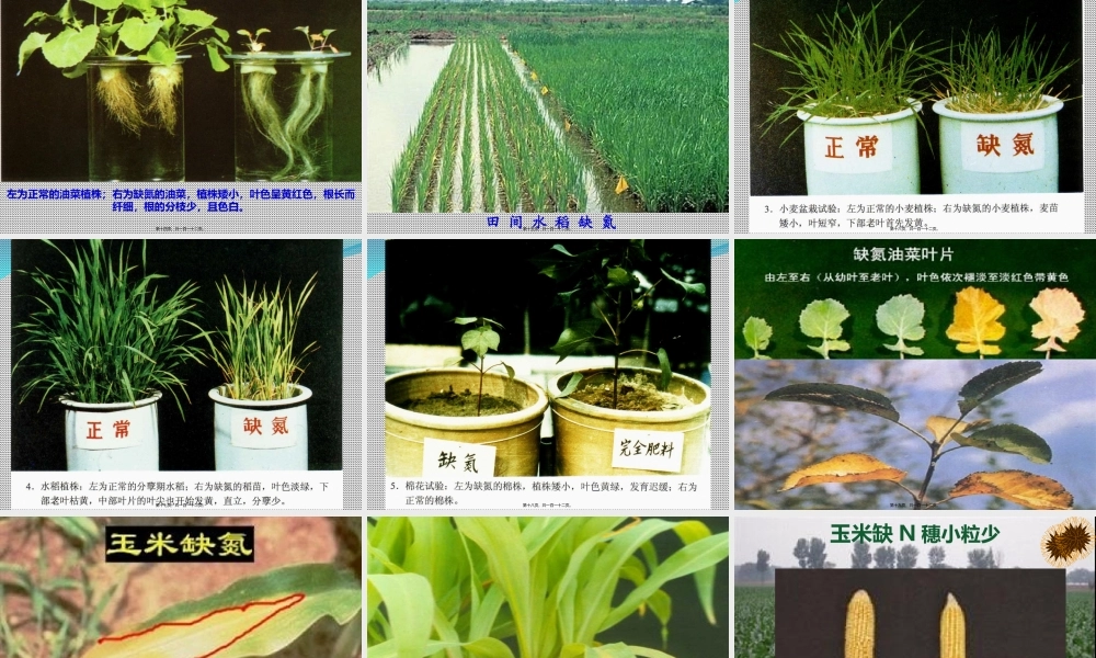 作物的营养元素——大量元素.ppt