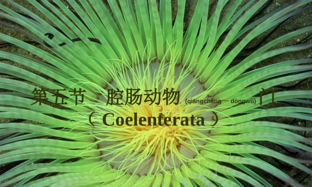 2022年医学专题—第五篇--腔肠动物门.ppt
