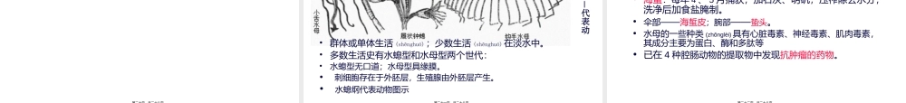 2022年医学专题—第五篇--腔肠动物门.ppt