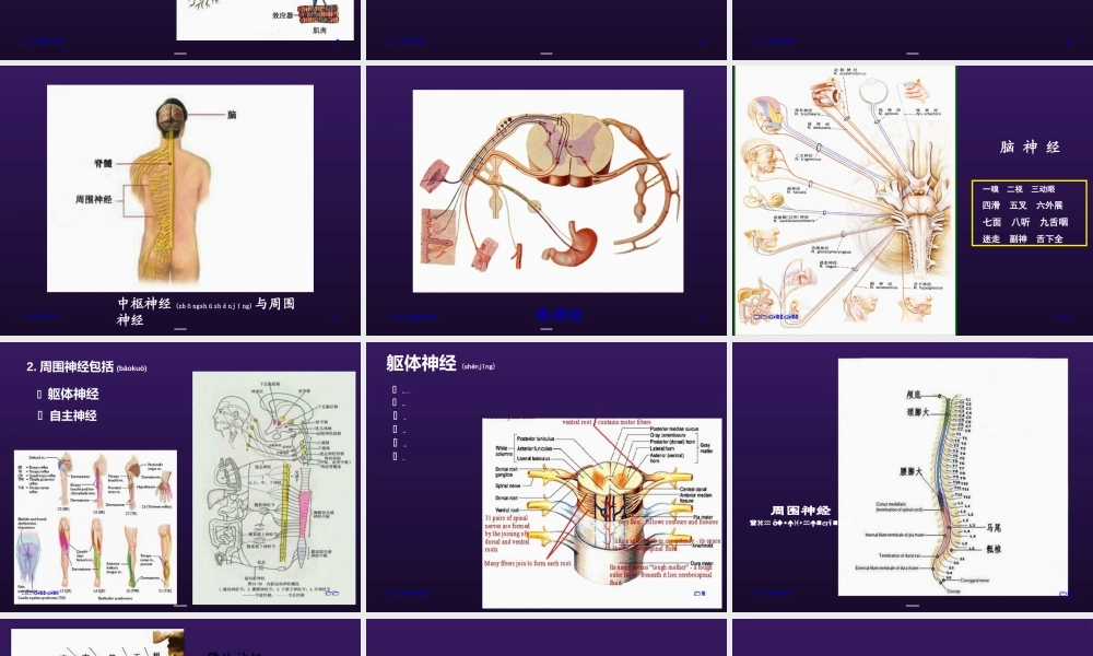2022年医学专题—周围神经病变(1).ppt