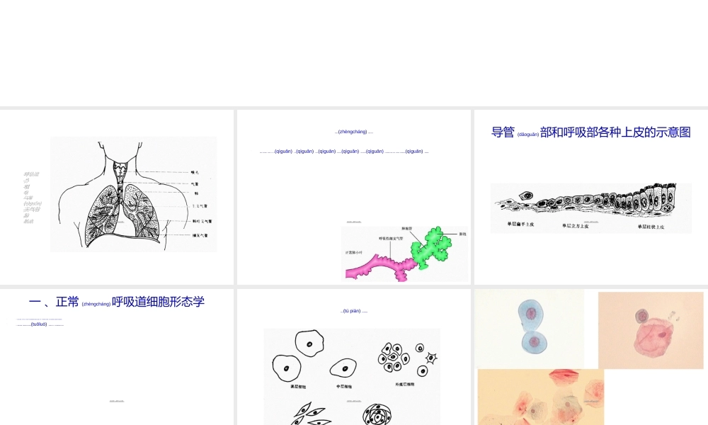 2022年医学专题—呼吸道脱落细胞学检查(2010年版本)(1).ppt