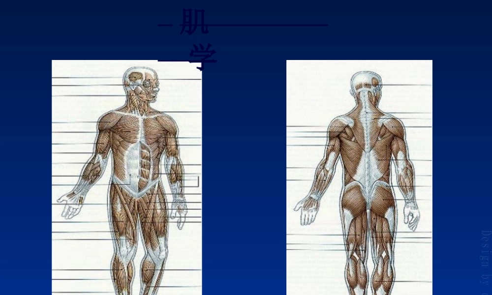 2022年医学专题—初级按摩师班-(肌肉-皮肤)(1).ppt